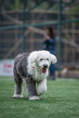 The Running Old English Sheepdog