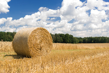 Hay roll on a meadow