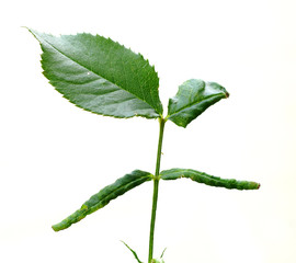 Rose leaf-rolling sawfly / Blennocampa phyllocolpa