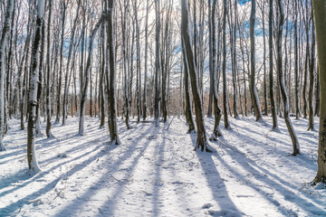 Forest by winter