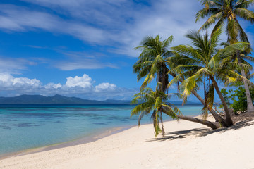 Fototapeta na wymiar Perfect White Sand Paradise Beach with Grove of Palm Trees - Linapacan, Palawan - Philippines