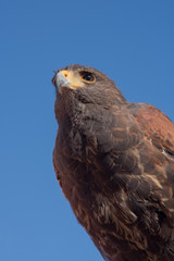 Red tailed hawk