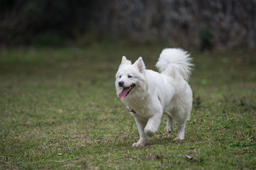 Dogs playing in the grass