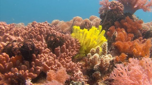 Красочный коралловый риф. Увлекательные подводные погружения на рифах Филиппинского архипелага.