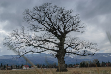 Big tree on ocean shore