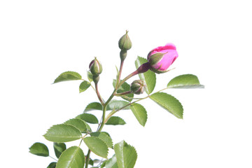 Rose with buds isolated on white background