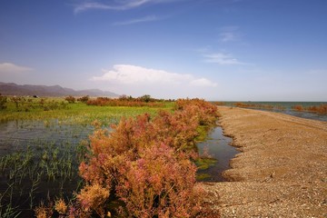 Obraz premium Blossoming marsh in the steppes of Kazakhstan