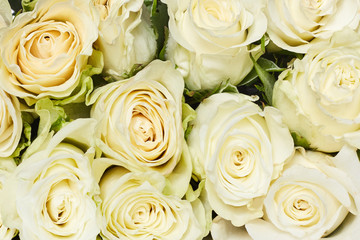 Fototapeta na wymiar Roses background. mothers Day. Valentine's Day