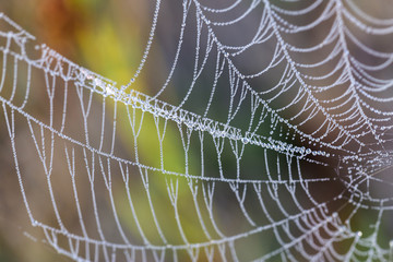Cobweb