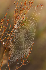 Cobweb