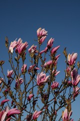 Magnolia stellata Sternmagnolie Blüte weiß