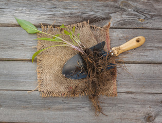 Hosta on an old table
