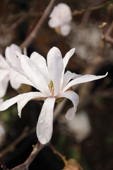 Magnolia stellata Sternmagnolie Blüte weiß