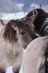 Konik horse © SEGOGNE