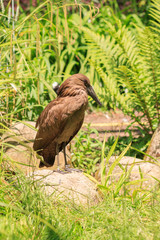 Exotic bird in the zoo. Birds of different species in the park