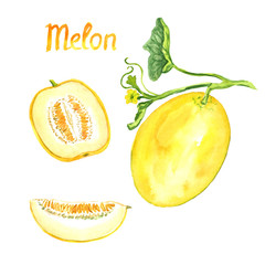 Melon plant with flowers, leaves, ripe melon and slice, isolated hand painted watercolor illustration