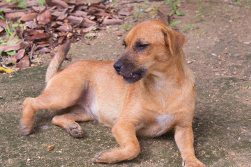 homeless Thai brown stray dog