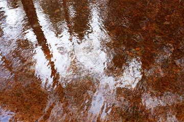 Reflection of the sky and trees in water pools