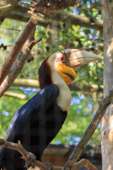 A wild bird with a special plumage in the cage. Exotic bird
