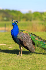 Obraz premium Male peacock in the garden on a background of grass in the summer afternoon. Exotic bird