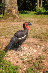 Exotic bird in the park.
