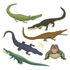 Cartoon green crocodile danger predator and australian wildlife river reptile carnivore alligator with scales teeth flat vector illustration.