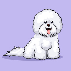 white "bichon frise" dog at one color background