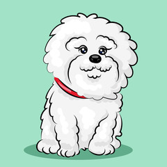 white "bichon frise" dog at one color background