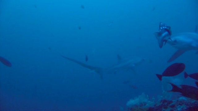 Увлекательные подводные погружения с лисьими акулами трешерами на 40-метровой глубине у острова Малапаскуа Филиппинского архипелага. 
