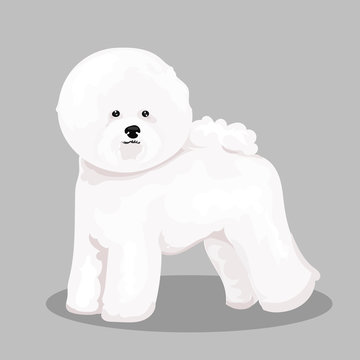 white "bichon frise" dog at one color background