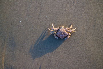 nice crab on the beach