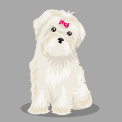 white "bichon frise" dog at one color background