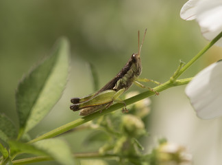 An Image of Grasshoppers . macro Grasshopper
