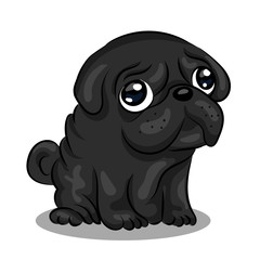 pug dog at one color background