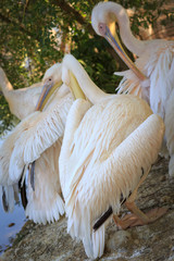 Obraz premium A wild bird with a special plumage in the park. Pink pelican portrait