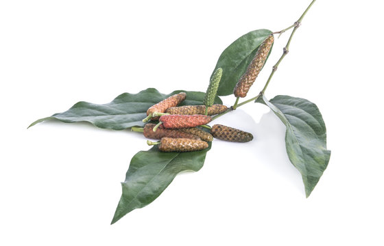 Long pepper or Pipli or Dipli (Piper longum) isolated on white background