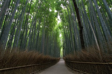 The bamboo forest in Arashiyama