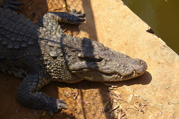 Crocodile