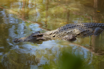 Crocodile