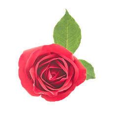 red rose isolated on white background