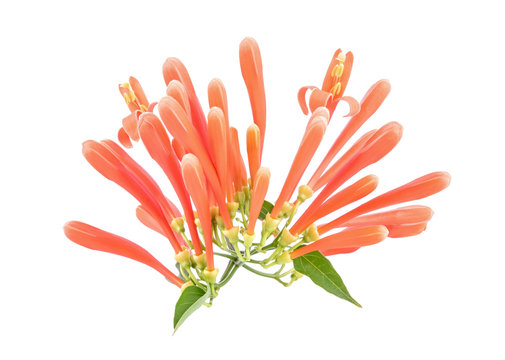 Close up Orange trumpet, Flame flower, Fire-cracker vine on white background