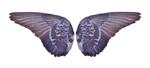 Pinion on the sprawling on white background