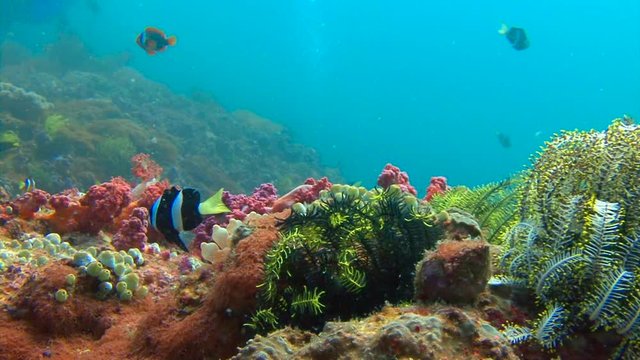 Симбиоз рыб клоунов и анемонов. Увлекательные подводные погружения на рифах Филиппинского архипелага.