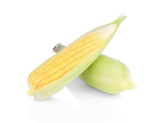 Corn on white background