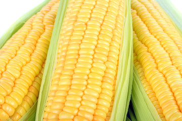 Corn closeup on white background