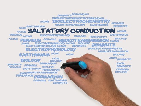 Saltatory conduction