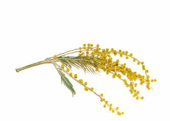 Yellow flower Mimosa.