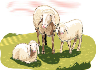 Sheep and lambs in the countryside.