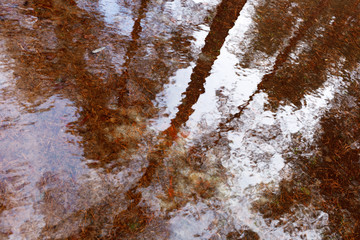 Reflection of the sky and trees in water pools