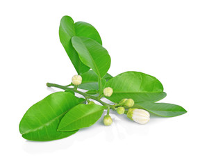 grapefruit flowers and leaves isolated on white background